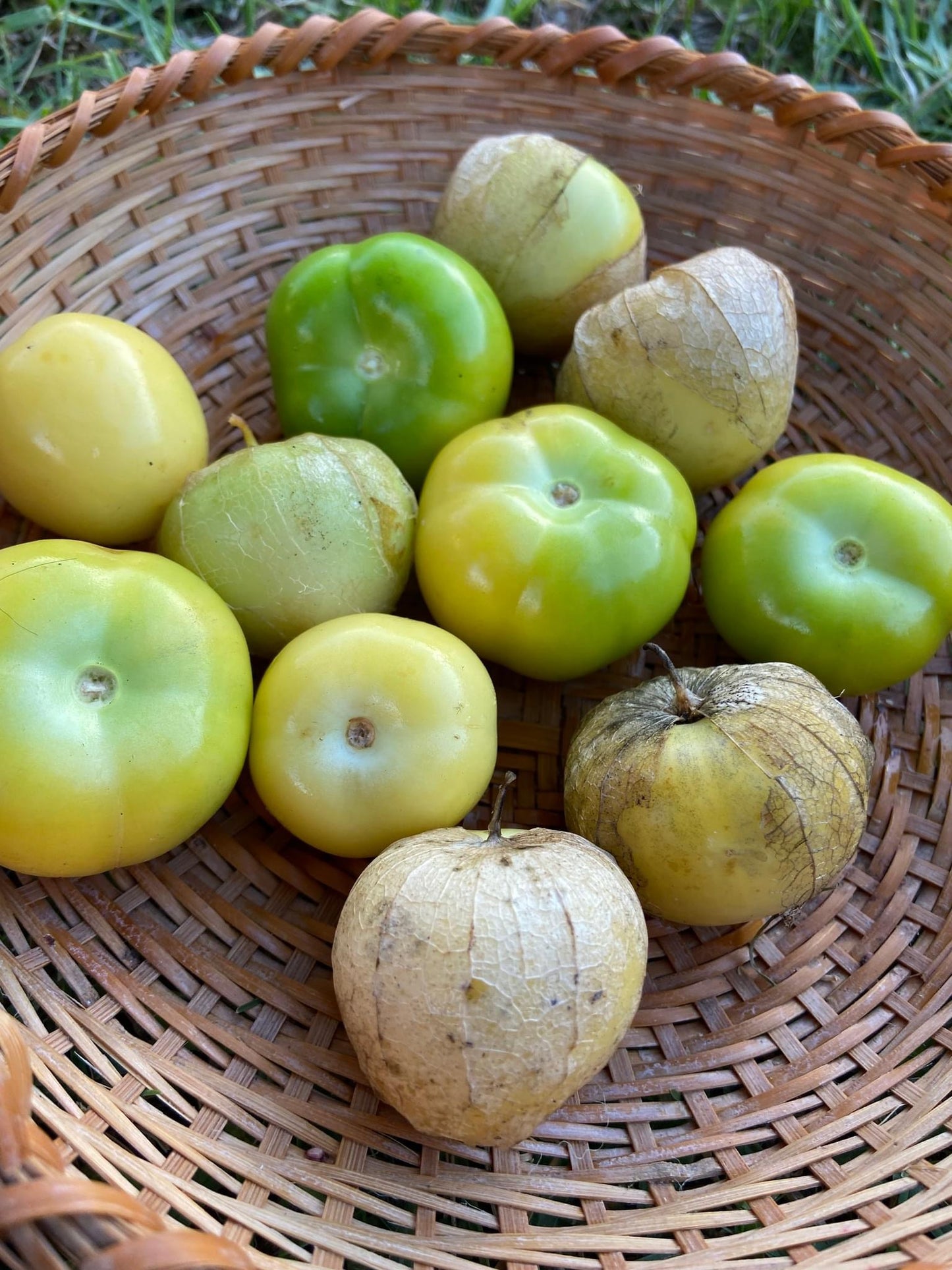 Tomatillio - Toma Verde