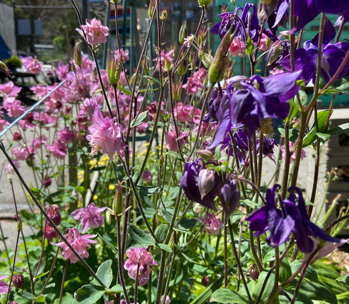 Aquilegia’s - Violet Purple